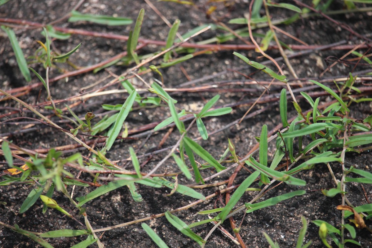 Xenostegia tridentata (L.) D.F.Austin & Staples